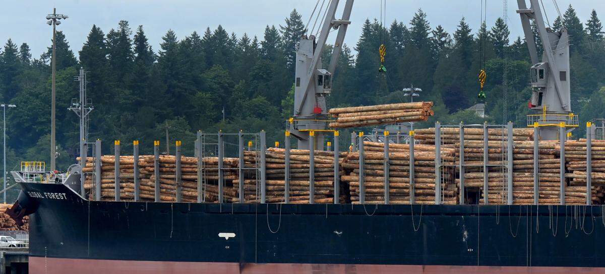 Loading operations near completion for the logship Global Forest at the Port of Olympia on July 24, 2023