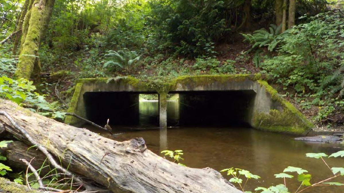 Little Minter Creek is seen flowing through an old culvert under state Route 302. A new culvert will be installed to improve fish passage.