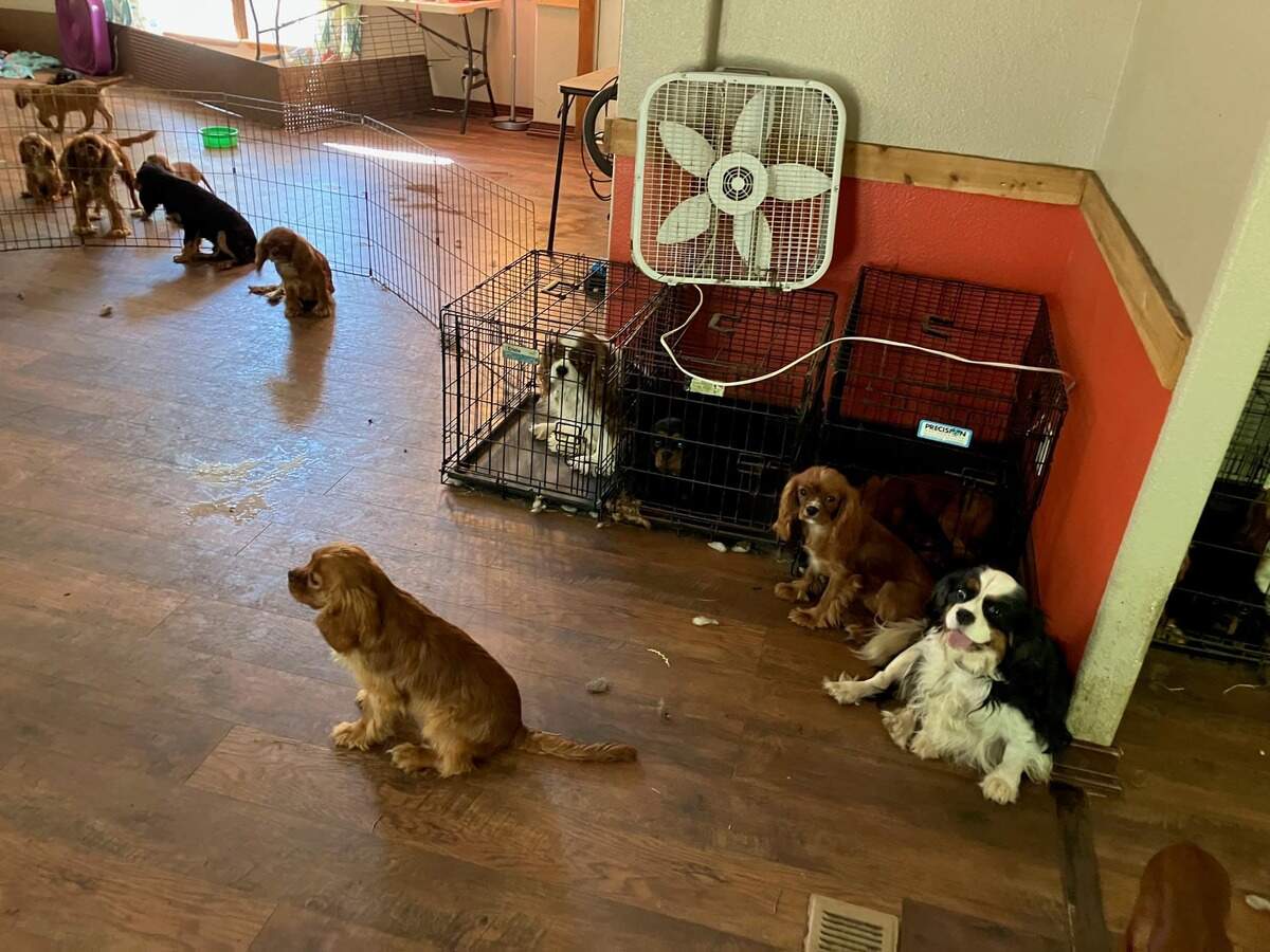 Deputies and Animal Control officers from the Pierce County Sheriff’s Department located 68 dogs including puppies at a trailer home in Lakebay on the Key Peninsula July 18.