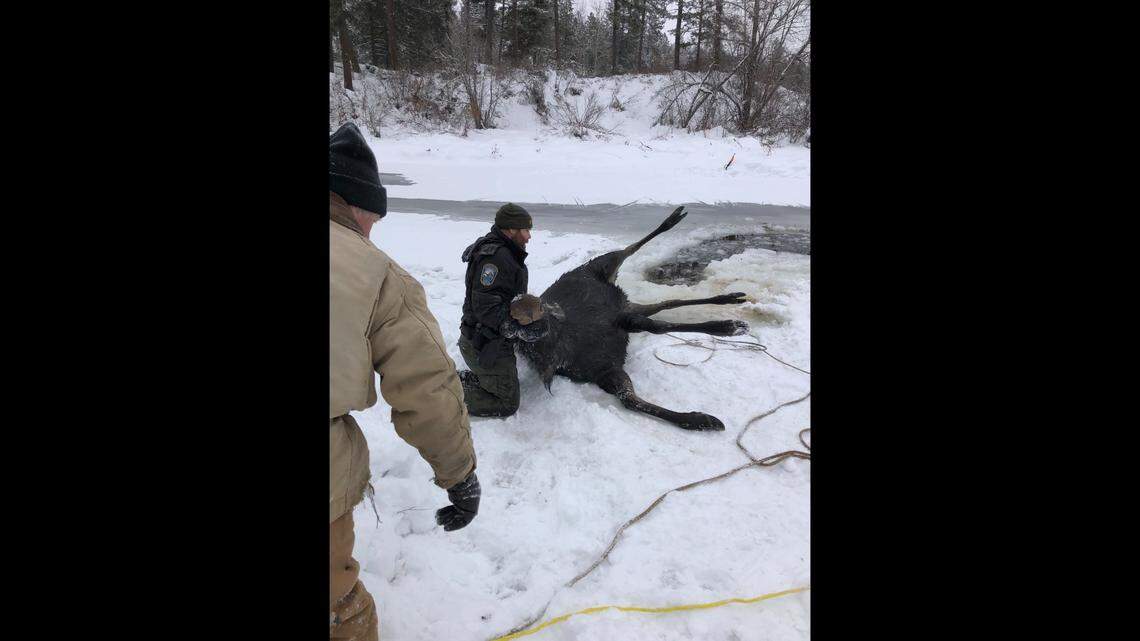 A moose fell through ice and became trapped in the Little Spokane River in Elk, Washington, for about five hours on Dec. 20, 2022, wildlife officials said. The animal was lassoed and pulled out of the water.