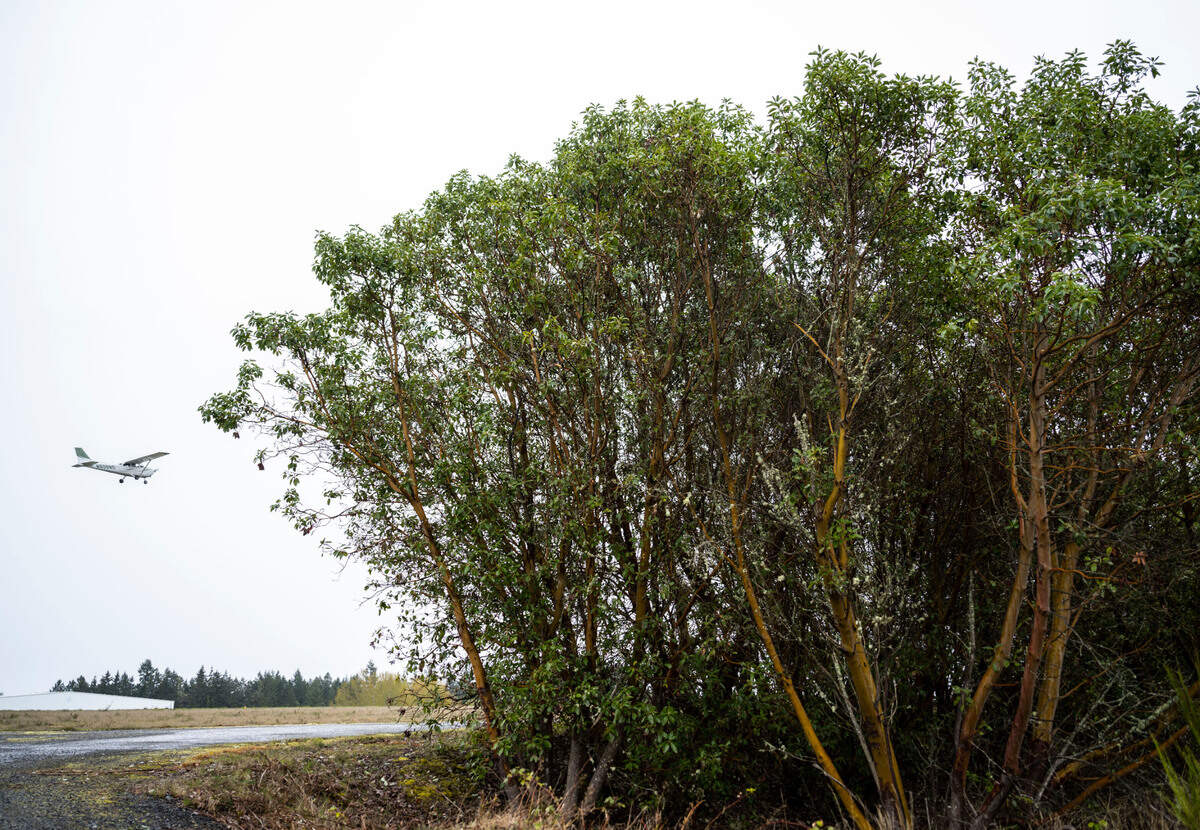 A plane takes off from the runway at Tacoma Narrows Airport in Wollochet, Wash. on April 20, 2023. The Federal Aviation Administration planned to cut down 2,055 individual trees and clear 51.7 acres at the Tacoma Narrows Airport this fall, but after hearing ​concerns the FAA has agreed to reconsider the amount of trees being cleared.