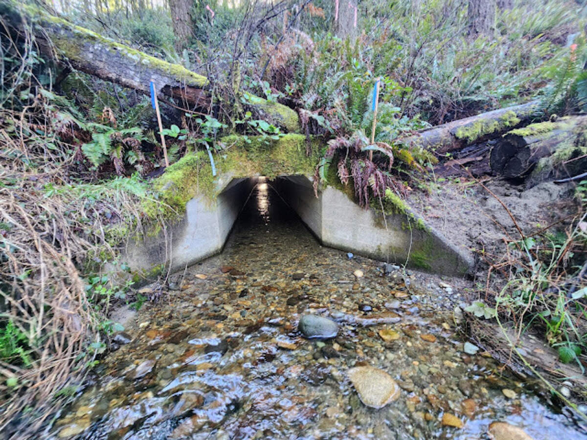 Crews will replace an outdated culvert under state Route 3 with a larger concrete culvert, dimensions are staked out by blue flags.