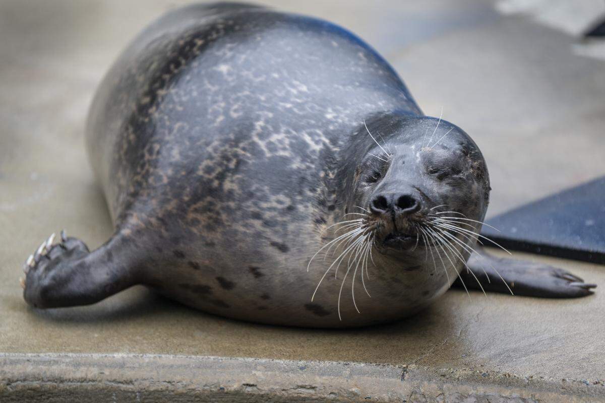 A blind harbor seal named Onion poses for a picture on March 12, 2026. The rescue was making his Tacoma public debut at Point Defiance Zoo and Aquarium.