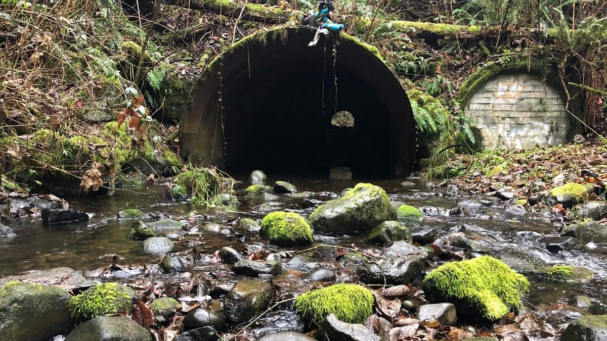 Before state Route 164 was paved in 1948, a small culvert was added to carry Pussyfoot Creek under the highway. After nearly 50 years, that culvert no longer was effective. WSDOT added a larger steel culvert and blocked off the old culvert with brick. Now, both culverts and the fill surrounding them have been removed and replaced with a bridge.