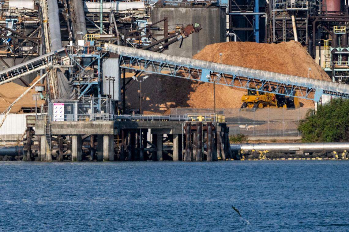 A fish jumps out of the Foss Waterway in front of the WestRock Tacoma mill in 2023.