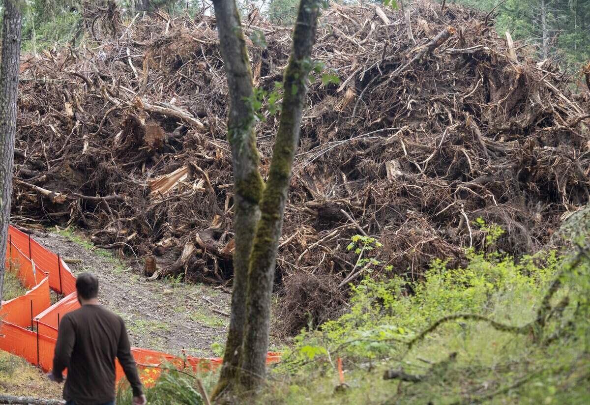 A pile of uprooted trees sit within the construction site for a future warehouse along the Sequalitchew Creek Trail on Monday, June 29, 2026, in DuPont, Wash.