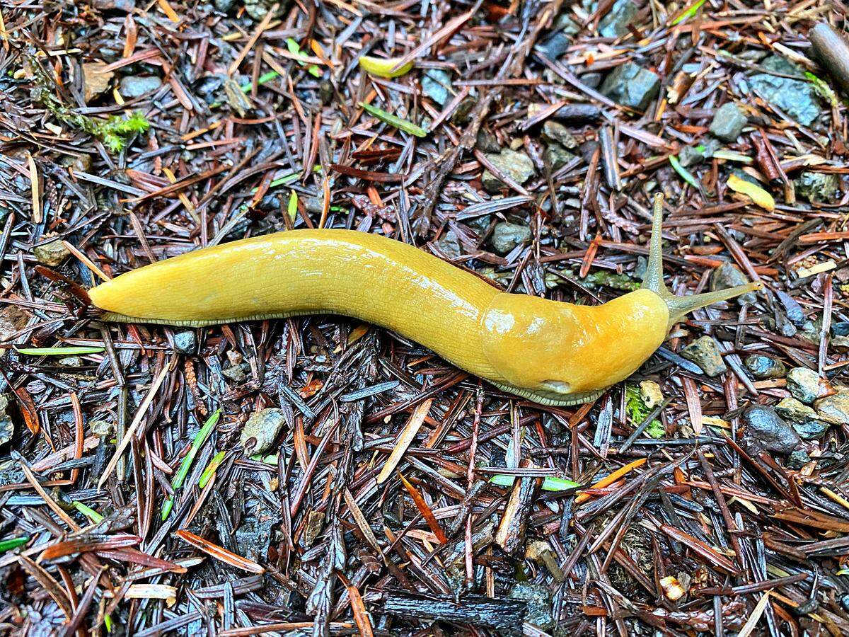 Banana Slug on a bed of fir and hemlock needles.