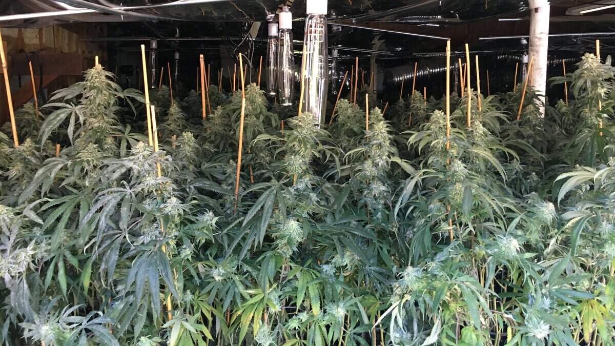 These marijuana plants, growing in a garage in a home on the 4000 block of 101st street in Gig Harbor, were confiscated by Gig Harbor police and Kitsap County sheriff deputies on July 24.