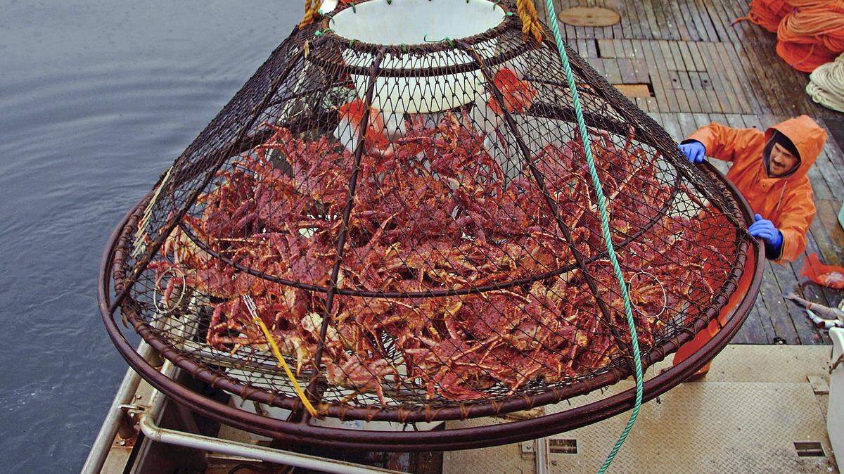 In this Nov. 6, 2005 photo, Ralph Strickland guides a crab pot full of red king crabs onto the deck of fishing vessel off of Juneau, Alaska. Fishing regulators and the seafood industry are coming to grips with the possibility that some species that have declined in the face of climate change might not come back.