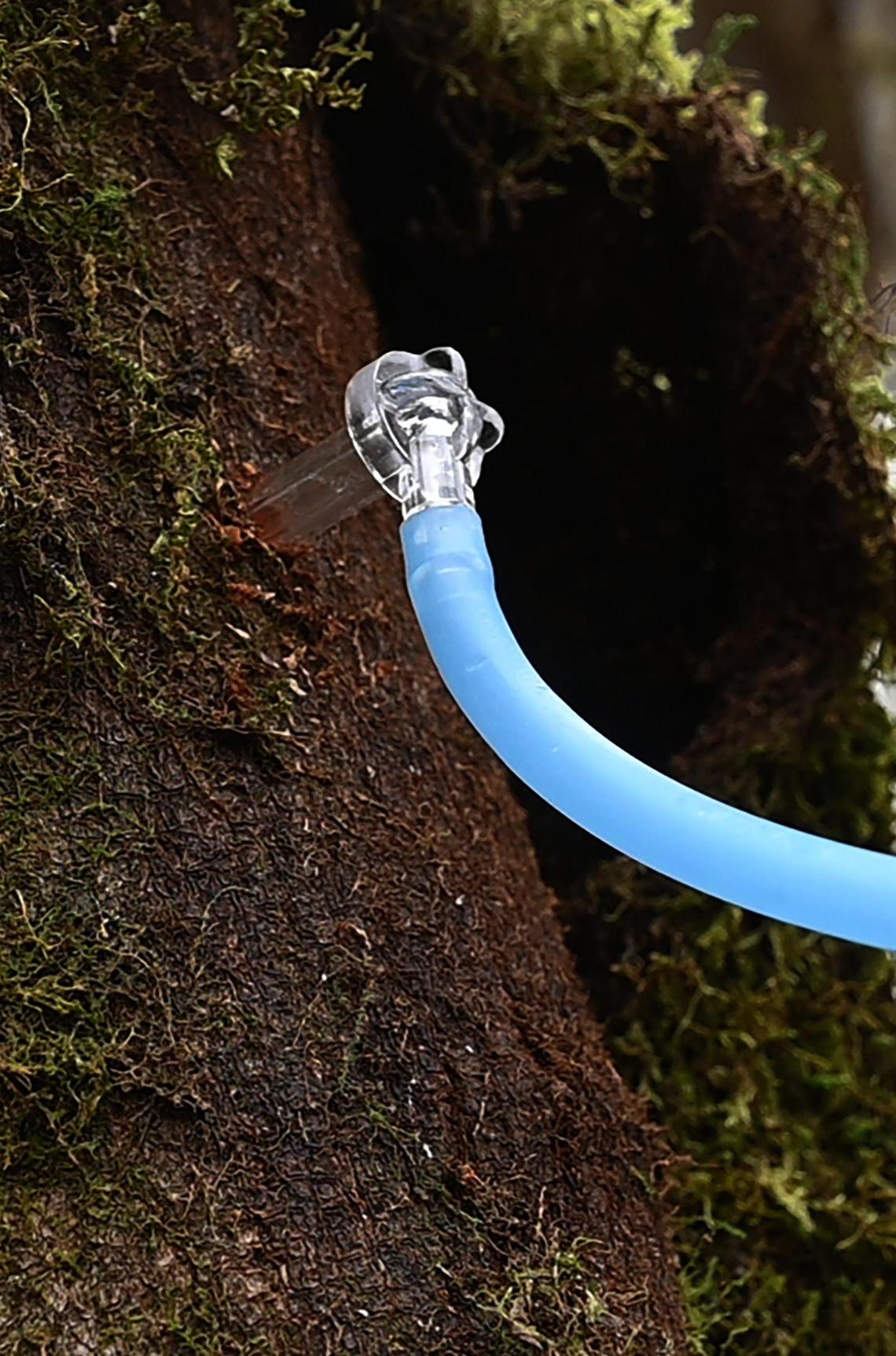 A tap flows with bigleaf maple sap.