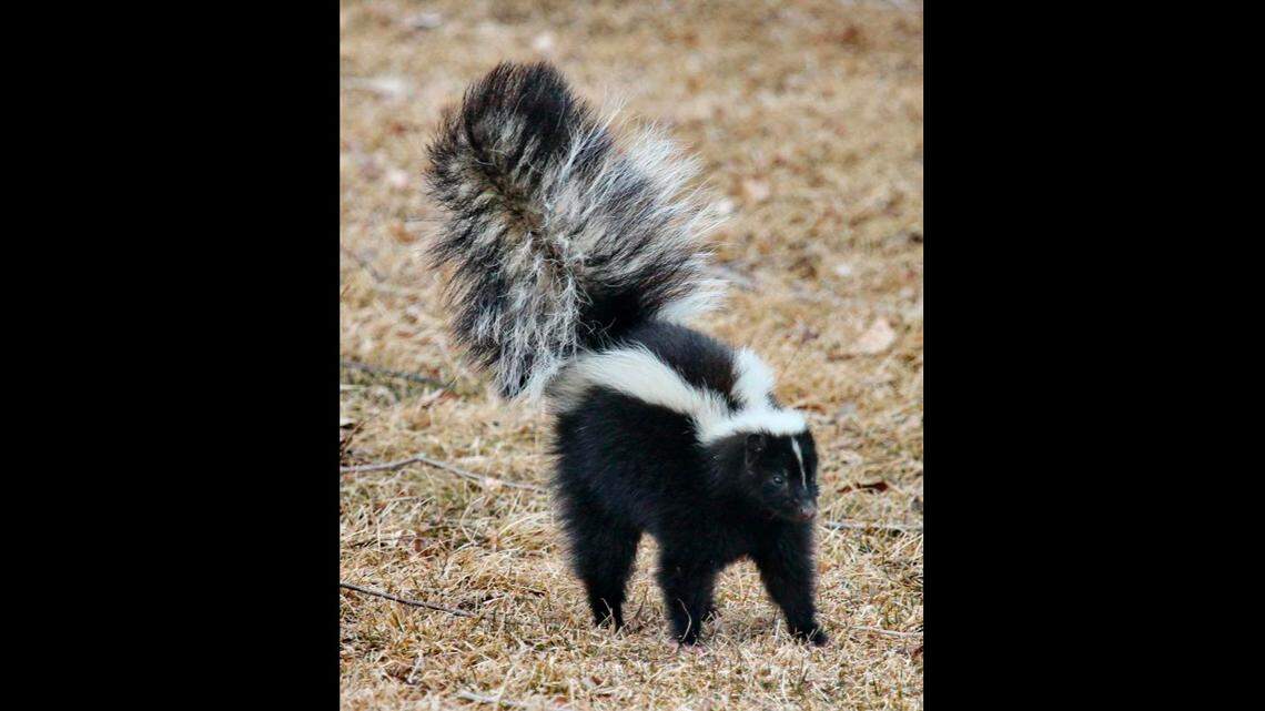 A passing skunk sprayed a man accused of breaking into a Deer Park church as deputies confronted him, Washington officials say.