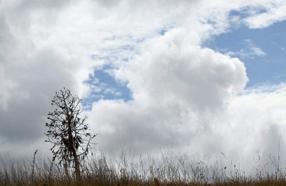 WSDOT recently installed trees along I-5 near SR 16 and many appear to be dying or dead, Tuesday, July 25, 2023, in Tacoma, Wash.
