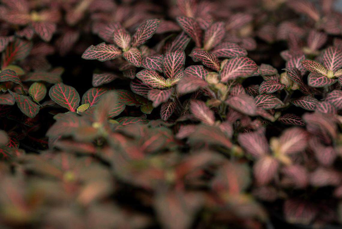 Fittonia at Watson’s Greenhouse and Nursery, on Friday, April 19, 2024, in Puyallup, Wash. The bright flat leaves of the fittonia can bring some color to your desk.