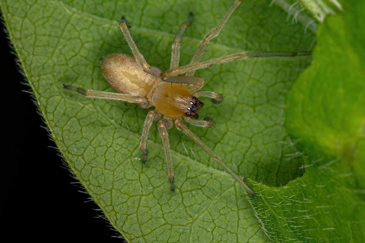 Yellow sac spiders can be yellow, white or greenish and their bodies are only about a quarter- to a half-inch long. They are one of two types of spiders found in Washington state that are venomous with a bite that requires immediate professional medical attention.