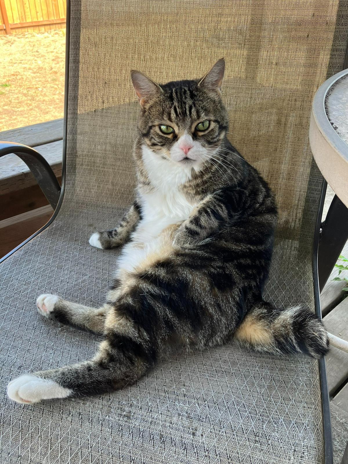 Bob, a black and gray tabby, seen here in this undated photo.