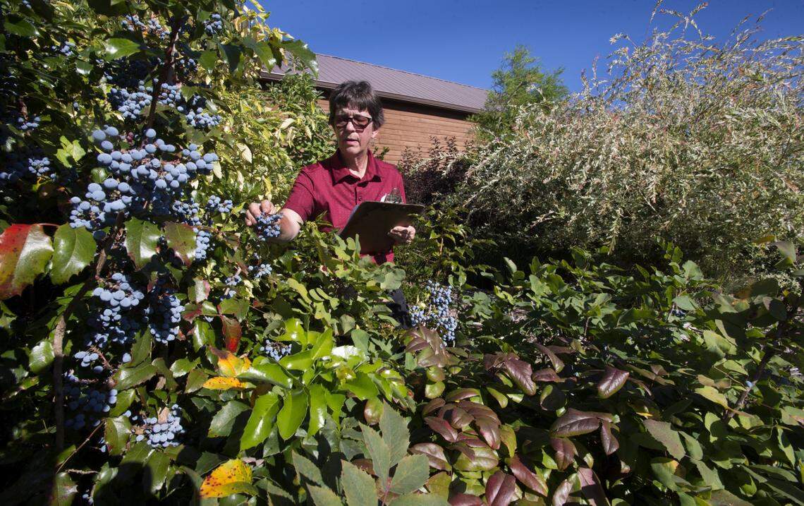 Oregon grape, left, and a variety of rain garden plants  engulf researcher Rita Hummel at Washington State University Extension Center in Puyallup on Wednesday, July 27, 2016. A rain garden is a shallow depression built to catch stormwater and mimic the natural hydrology of the region. Hummel said many of the plants were chose for their drought tolerance.