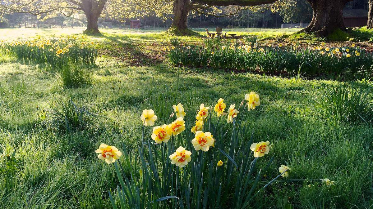 Early March is daffodil season in Western Washington.