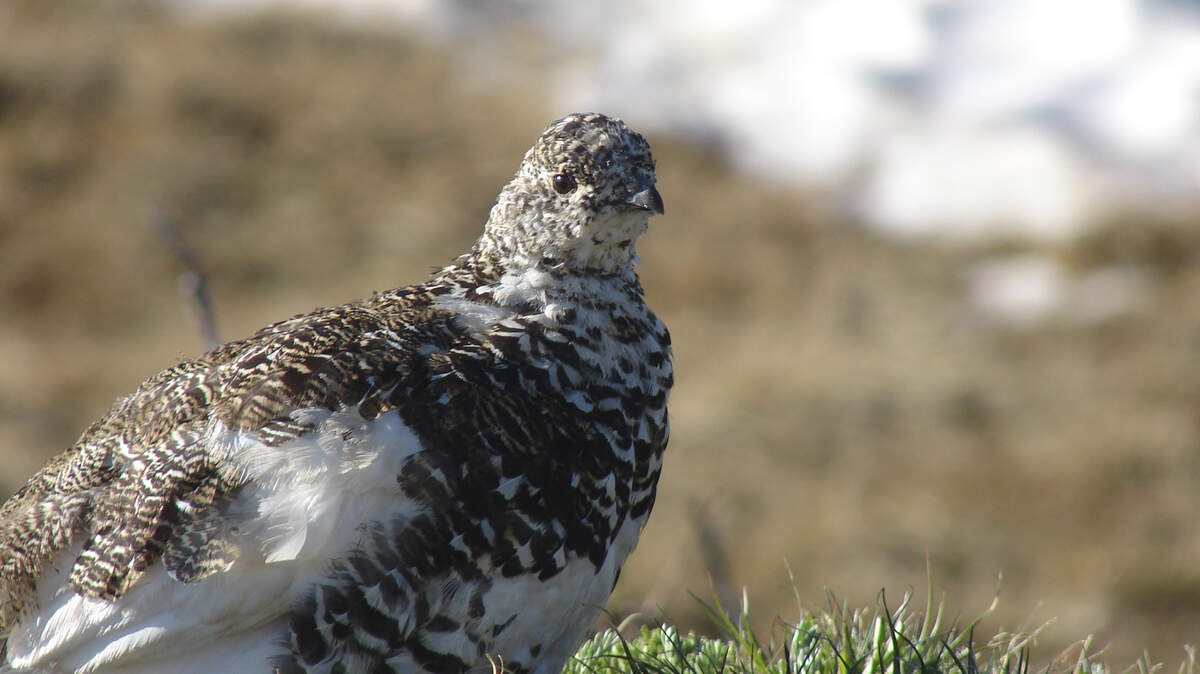 This July 14, 2011, photo provided by the U.S. Fish and Wildlife Service shows a Mount Rainier White-Tailed Ptarmigan found in the Cascade Mountains and spends its entire life on mountaintops. The birds move seasonally between snow-covered habitat and summer alpine meadows. The U.S. Fish and Wildlife Service proposes listing the bird found in the North Cascades as threatened under the Endangered Species Act due to the likelihood that climate change will shrink its high-elevation habitat throughout the Cascade Mountains from southern British Columbia to southern Washington. (Pete Plage/USFWS via AP)