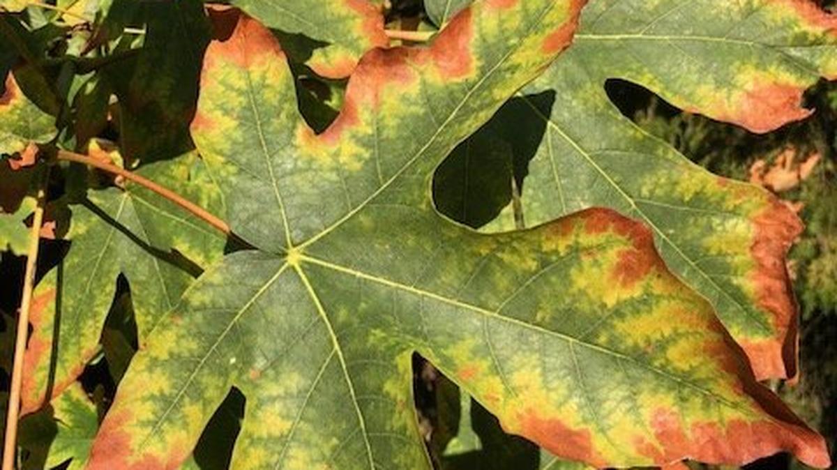 The leaves of this bigleaf maple at Point Defiance Park show sings of leaf scorch, one sign of the die-back affecting the species throughout the Pacific Northwest.