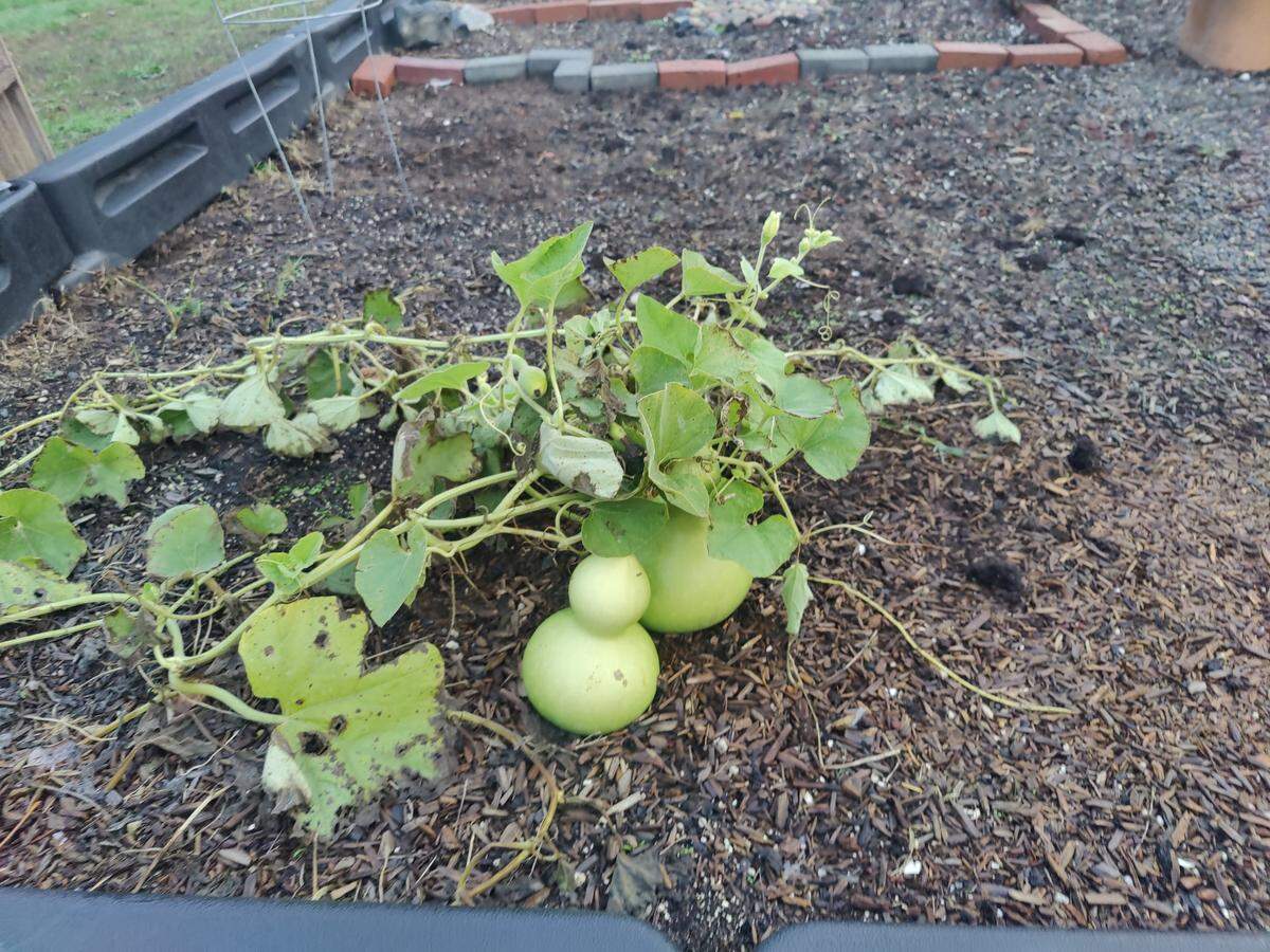 The outdoor learning site at Voyager Elementary School includes a smaller space that has a mud kitchen, a “fairy garden,” and planter boxes.