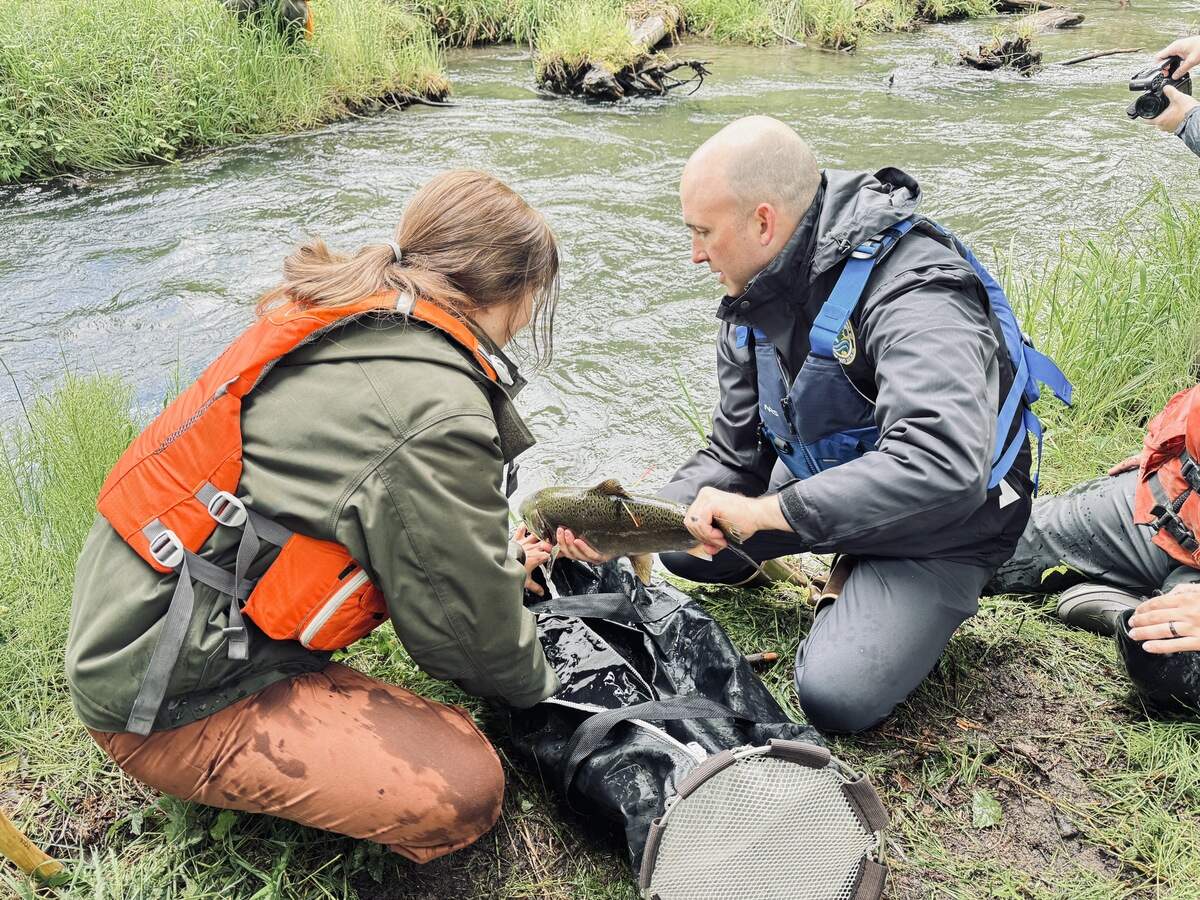 In June, chinook salmon were released by the WDFW into the upper Mount St. Helens watershed for the first time in nearly 50 years.