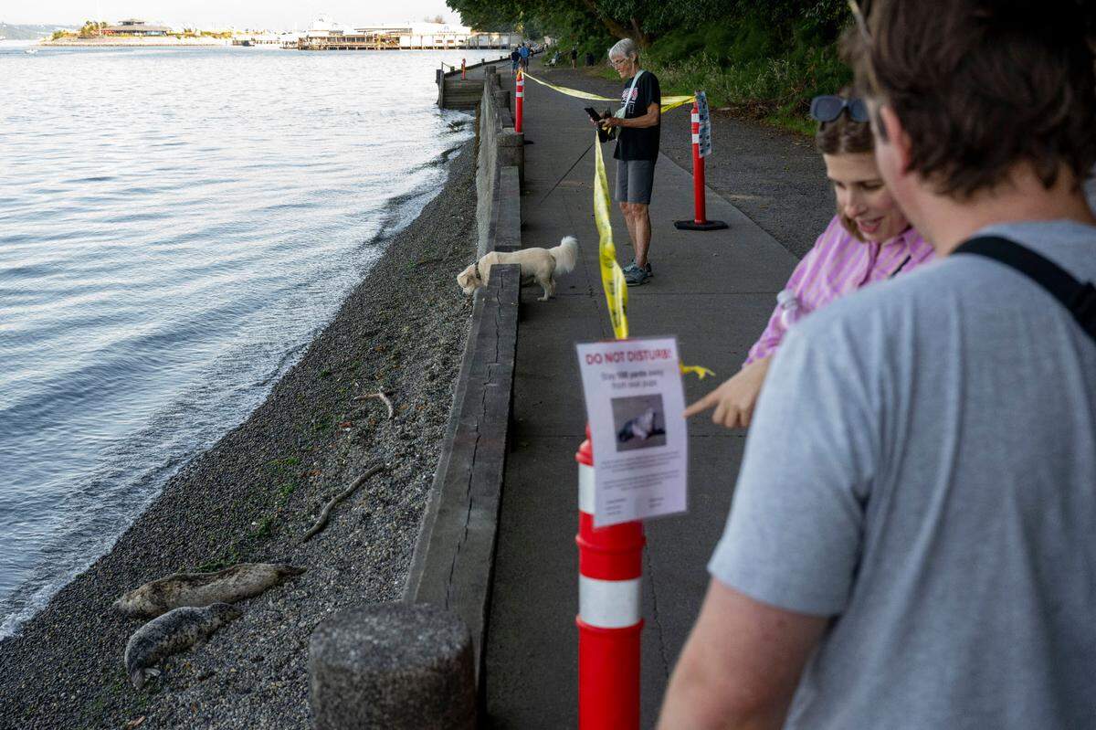 A dog leans over the railing to get a sniff while people walking by read a “DO NOT DISTURB” sign overlooking a seal and its pup near Owen Beach on Wednesday, Aug. 14, 2024, in Tacoma, Wash.