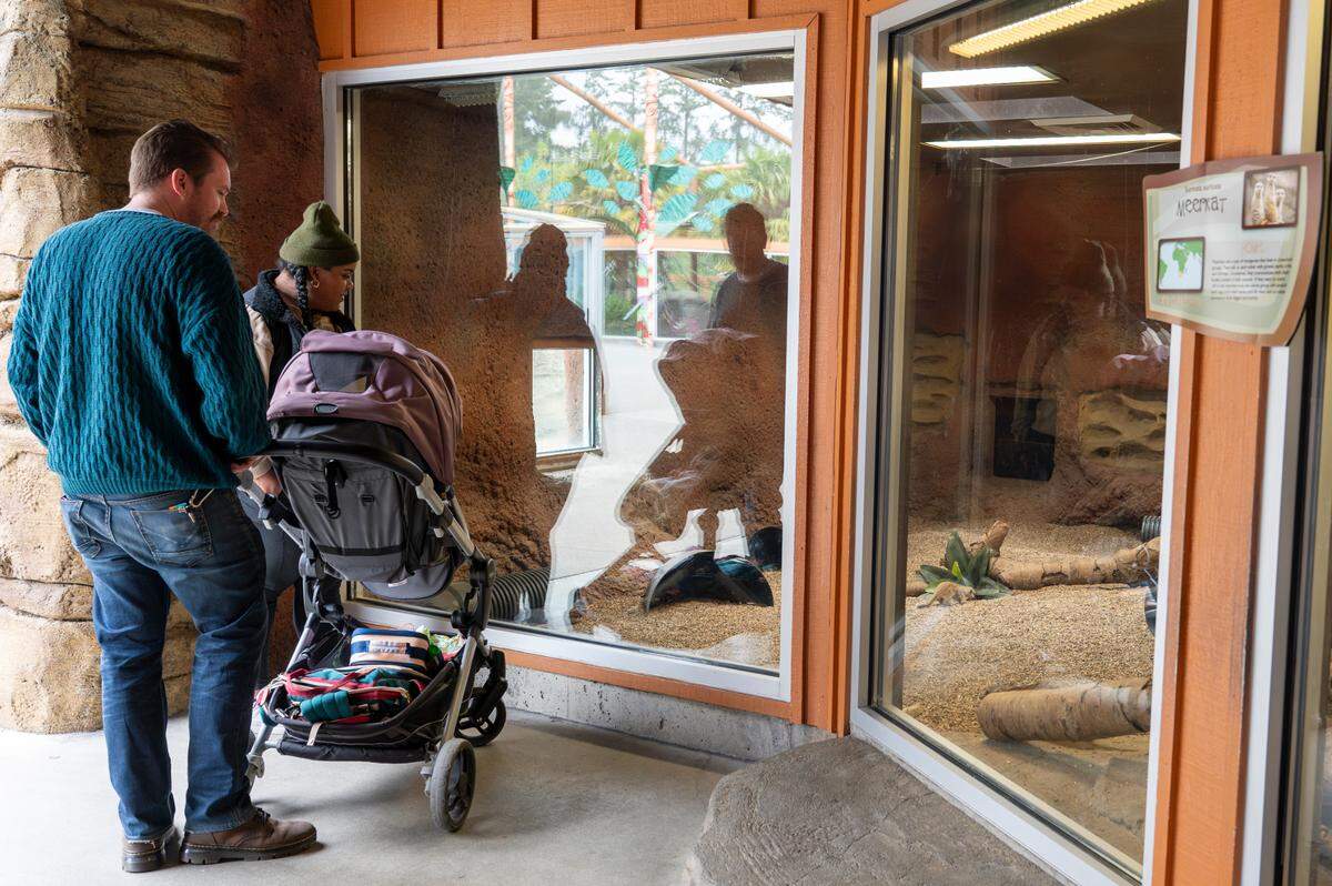 Tacoma residents Zachariah Waddington, left, Josephine Waddington and son Walter, 1, look into the meerkat habitat to catch sight of the four baby meerkats running through the habitat on Monday, April 28, 2025, in Tacoma.