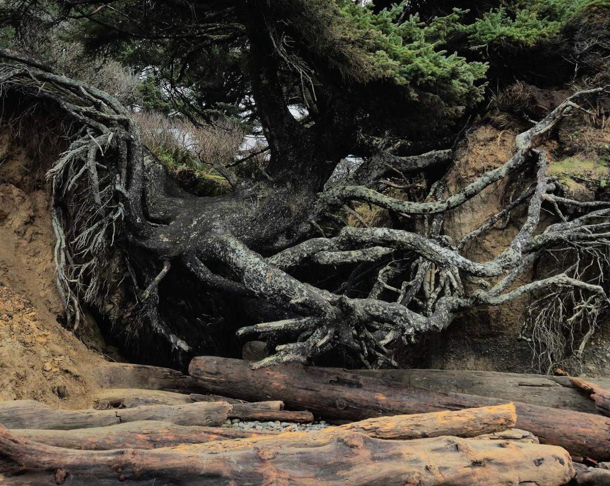 Forks-based photographer Mathew Nichols says the “Tree of Life” on Olympic National Park’s Kalaloch Beach has fallen into the cavity below it which was recently enlarged by Pacific Ocean storms, king tides and a heavy rainfall.
