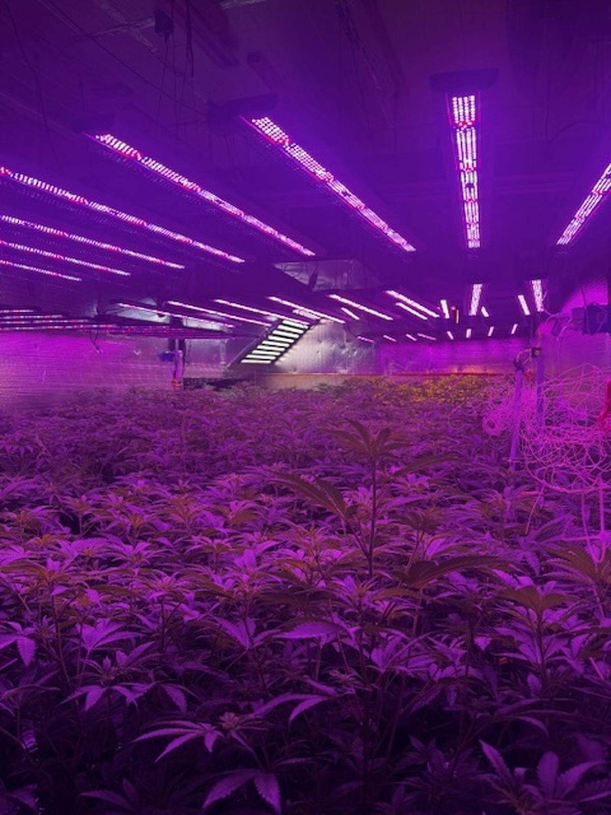 Police took this photo while serving a search warrant at what they said was an illegal marijuana grow operation at a Bonney Lake residence.