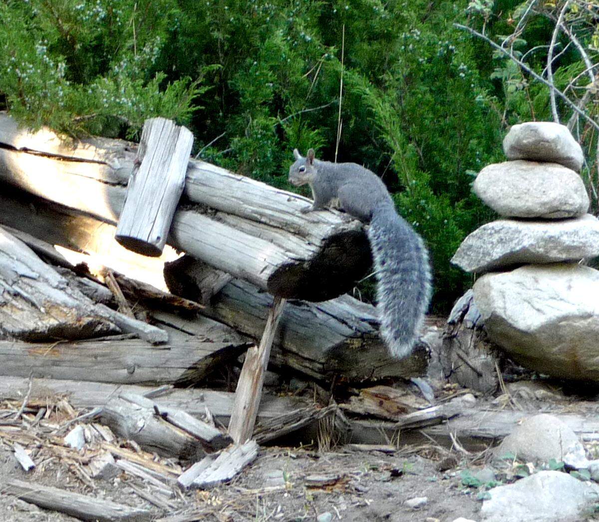 Western gray squirrels feast on large seeds, nuts and truffles. It plays a special role in helping surrounding trees grow in its habitat.