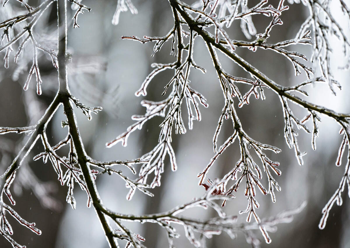 Ice coats a tree’s branches after freezing rain left Western Washington under a coating of ice Friday morning in Tacoma, Wash. on Dec. 23, 2022.
