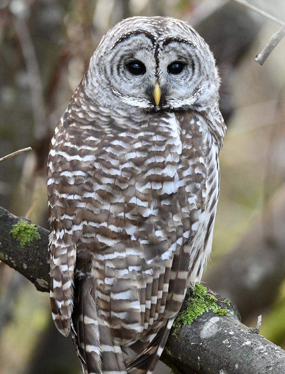 A Barred Owl is merched on a tree branch at Wapato Park in Tacoma. Harkness says she noticed the bird observing her.