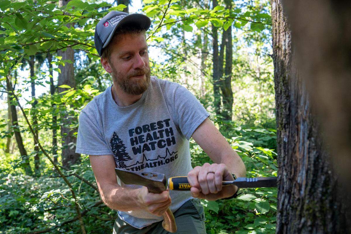Joe Hulbert, who has a Ph.D. in plant diseases and is a researcher at Washington State University, takes a sample from a big leaf maple that has been infected by Sooty Bark Disease on Monday, July 11, at Franklin Park in Tacoma.