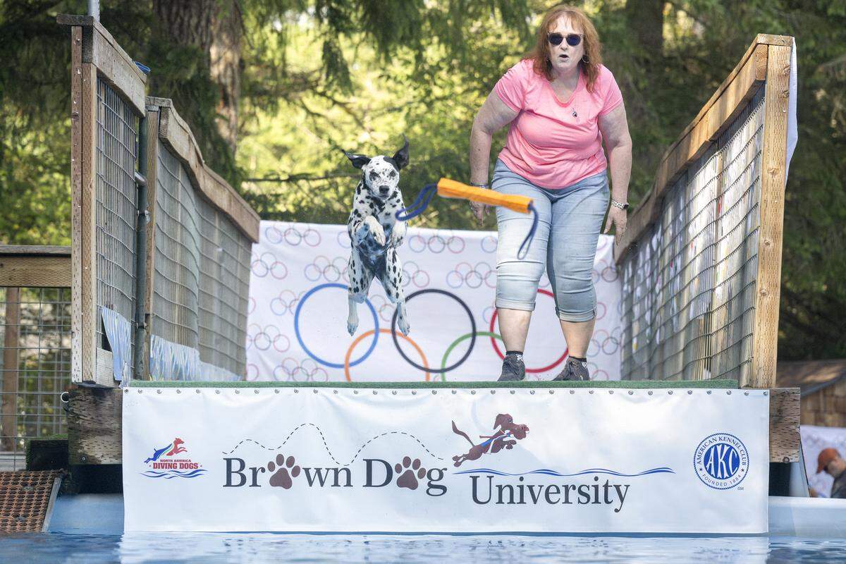 Maggie, a Dalmatian, leaps off the dock, following a retrieve toy thrown by Melody Glispie on Friday, Sept. 12, 2025, on the Key Peninsula. The jump was part of the distance portion of a competition hosted at Brown Dog University.