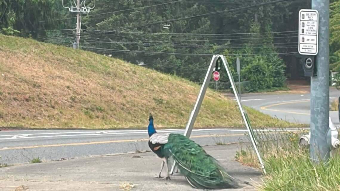 A peacock is causing problems on SR 410. He’s territorial and has many aliases