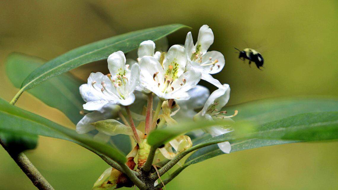 What spring garden projects can you start on? Here’s Marianne Binetti’s advice