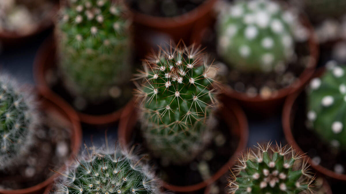 Here are nine plants to liven up your office & lower stress | Tacoma News  Tribune