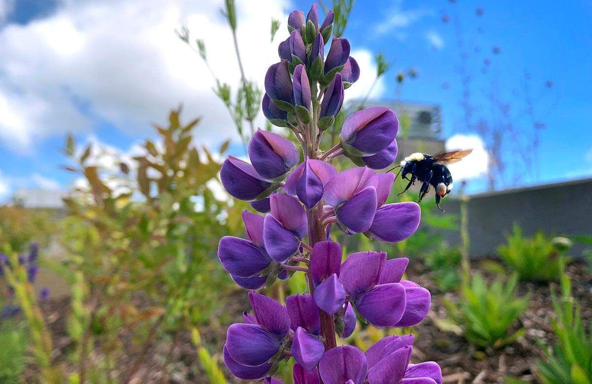 A bumble bee flits through the lupine blooms in the Capitol Campus Pollinator Garden - an educational display of pollinator-friendly flowers and informational signs - on the East Capitol Campus in Olympia, Washington on Thursday, June 30, 2022.