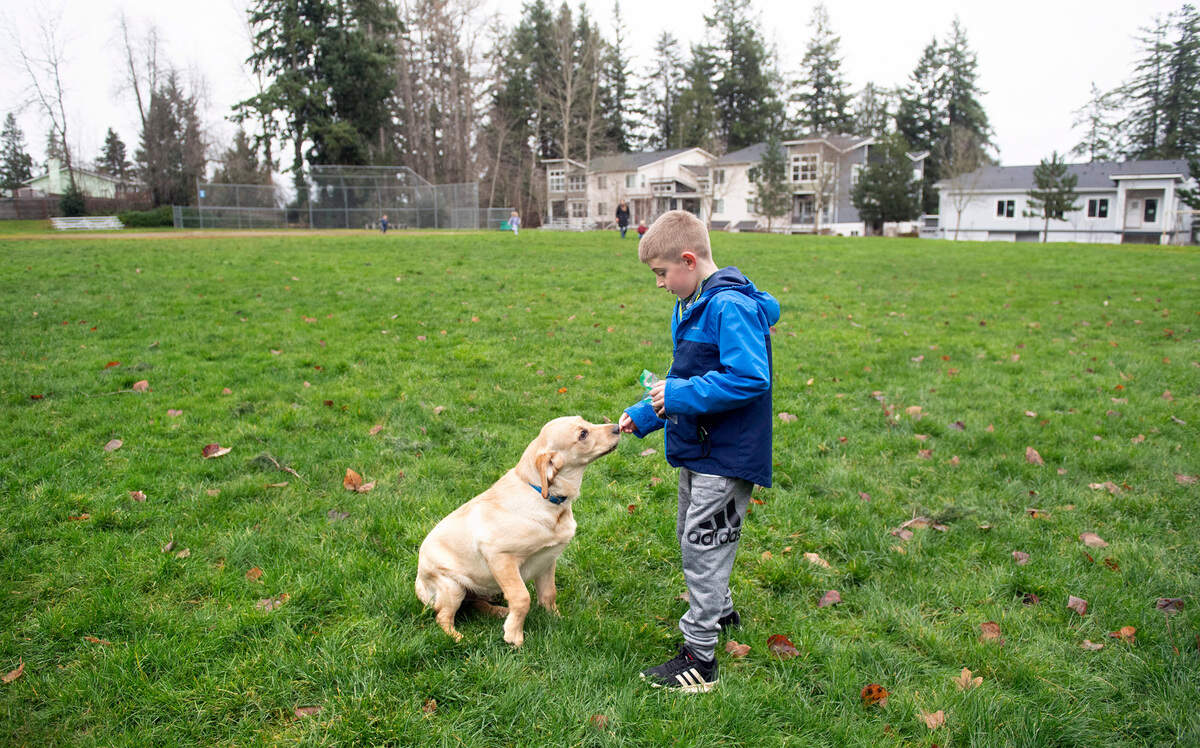 Caleb Bolton, 8, works on training with this family’s new Labrador puppy, Ripley, at Allan Yorke Park in Bonney Lake, Washington, on Wednesday, Dec. 22, 2021.