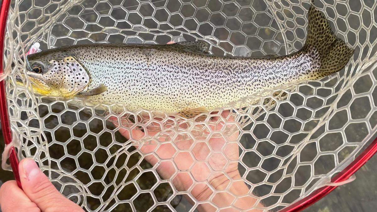 Matt Klaiber shows off a beautiful sea-run cutthroat trout.
