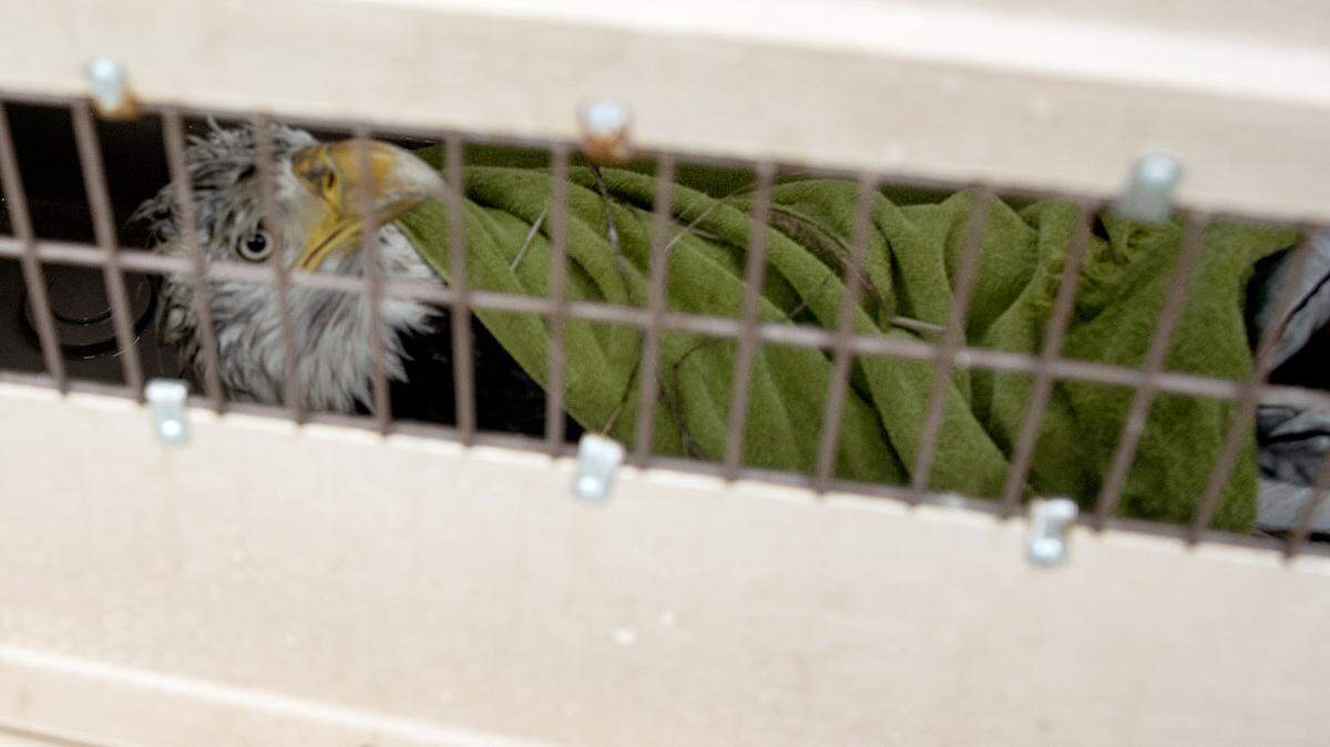 An adult male bald eagle looks out from an animal carrier after it was captured at the Port of Tacoma’s Gog-le-hi-te wetland habitat site Jan. 10. The bird had been shot and later was euthanized.