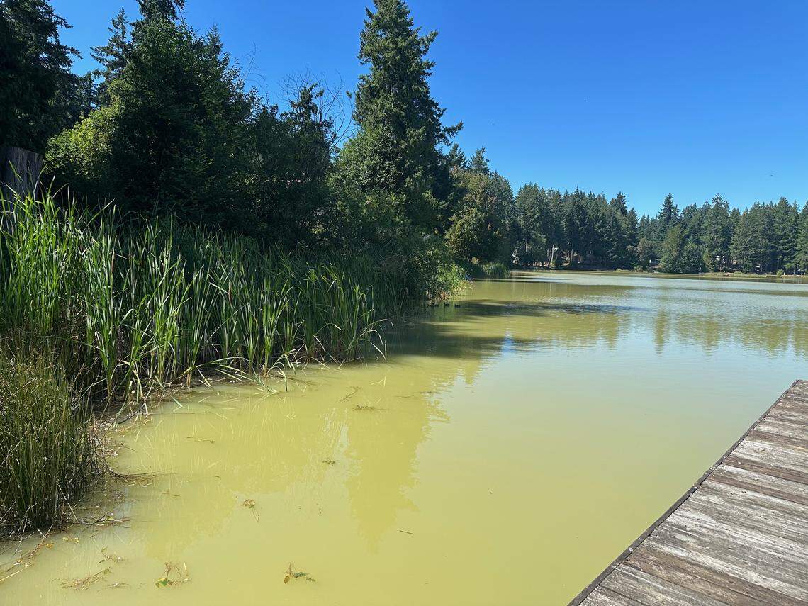 Algae on Palmer Lake on the Key Peninsula has turned the lake green in recent months, pictured Monday, Aug. 11, 2025 in Lakebay, Wash.