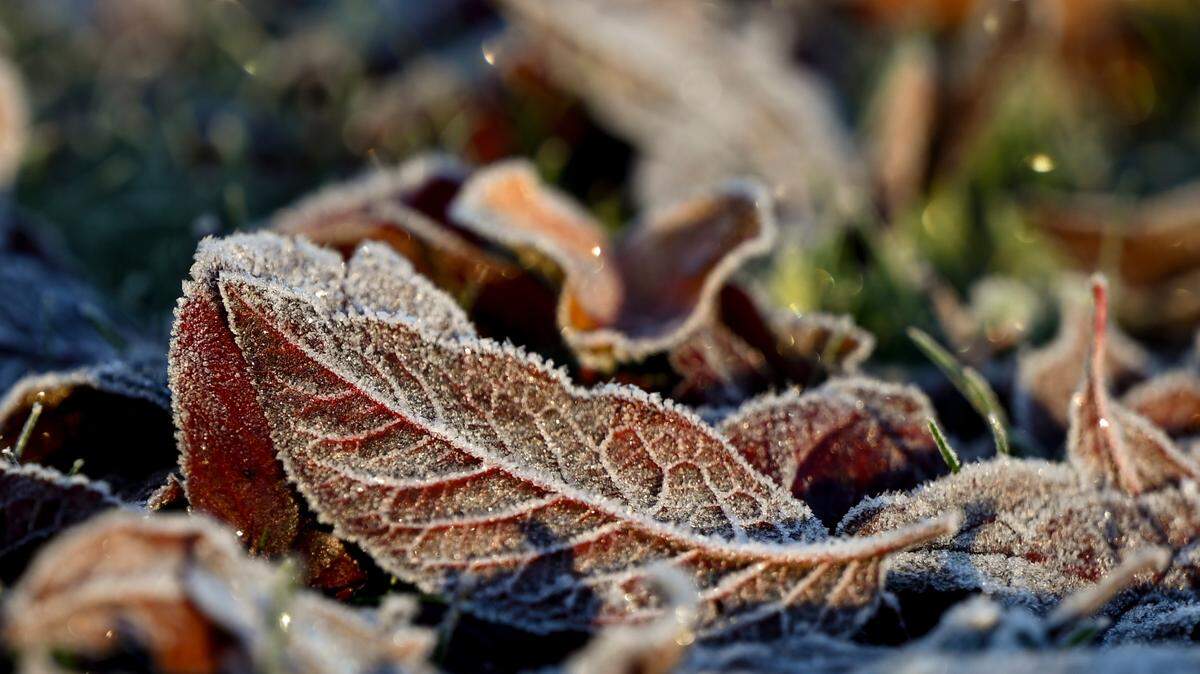 Frost forms on the fallen leaves in Bonney Lake, Wash. Temperatures will creep toward 50 degrees during the week of Thanksgiving, after a weekend of wind and snow in the mountains.