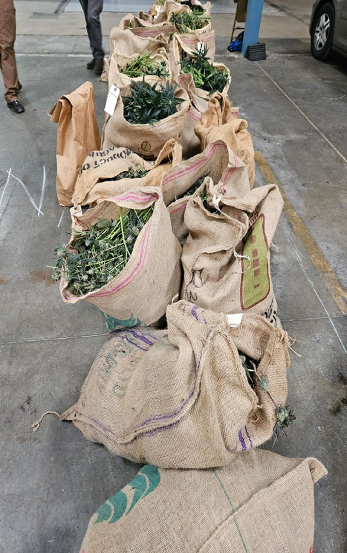 An illegal marijuana grow operation run by Chinese nationals was shut down by multiple Western Washington law enforcement agencies.