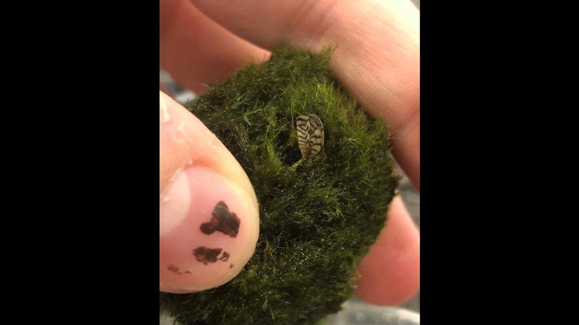 Several state wildlife agencies are warning that invasive zebra mussels have been found in Betta Buddy Marimo Balls — moss plants for aquariums.