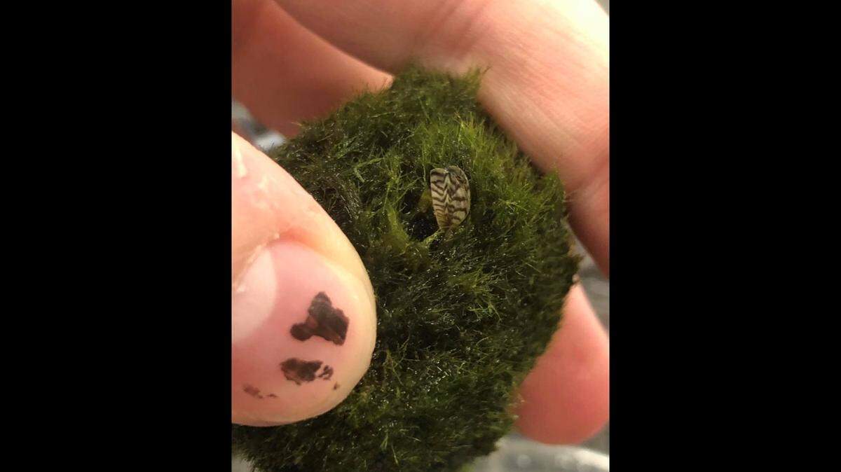 Several state wildlife agencies are warning that invasive zebra mussels have been found in Betta Buddy Marimo Balls — moss plants for aquariums.
