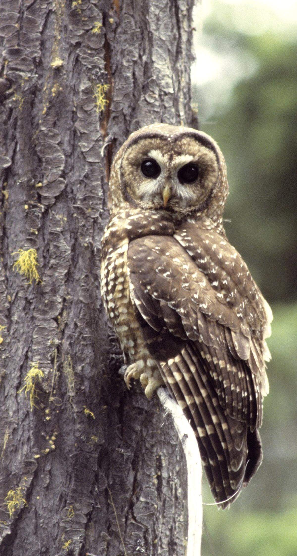A northern spotted owl perches in a tree.