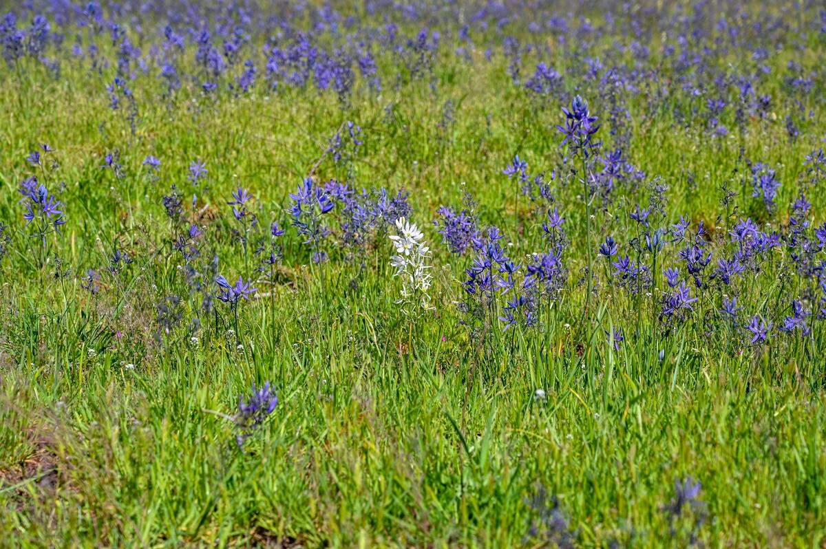 A white camas in a sea of purple in the prairies of JBLM.