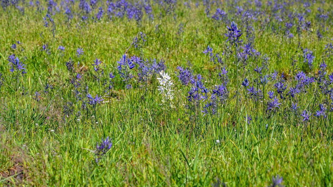 Hidden prairies, dragon boats and tide pools. TNT’s top outdoors stories