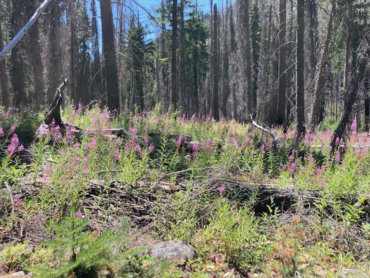 A group of men and women from across the state just returned from an seven-day backpacking trip in the Cascades. Dave Pine, 88 from Gig Harbor, was one of the oldest.